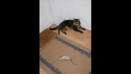 Чело коте...