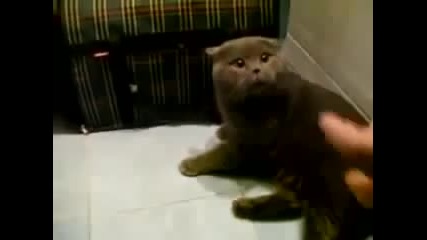 Една Злобна Котка ..