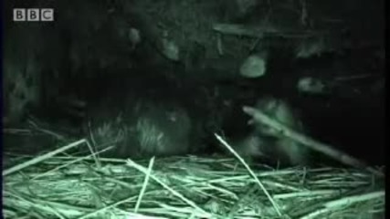 Beavers in the Snow - Bbc Animals 