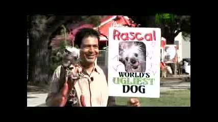 Worlds Ugliest Dog - Incredible,  Edible Dogs