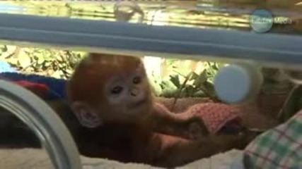 Бебе Маймуна