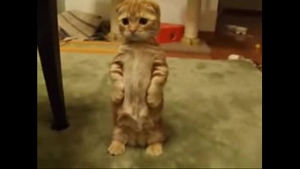 Котешка залъгалчица