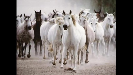 Наско Ментата - Седем Бели Коня