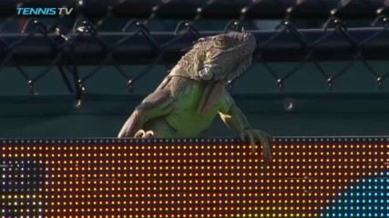 Игуана прекъсна тенис мач на турнира в Маями