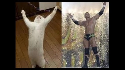 wwe randy orton funny photos-djmitko