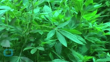 U.S. Anti-legalization Group Urges More Access to Marijuana Research
