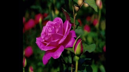 Ивайло Гюров - Една българска роза 