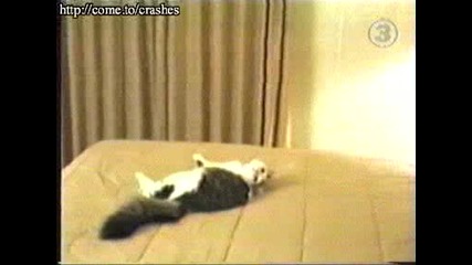 Котка Мазохист