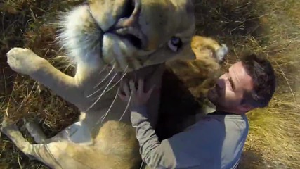 Да получиш прегръдка от лъв - Lion hug