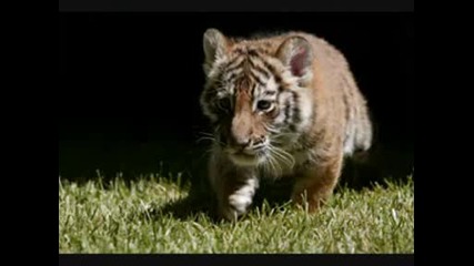 Siegfried & Roy Tiger Cubs.avi