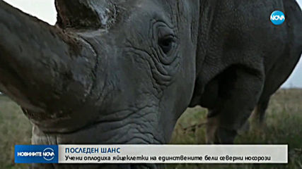 Учени оплодиха яйцеклетки на единствените бели северни носорози