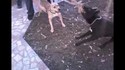 American Pit Bull Terrier & American Bandog Croatia