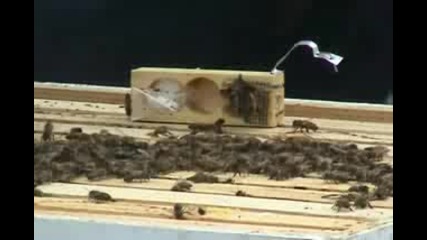 Beekeeping - Bee Package Installation