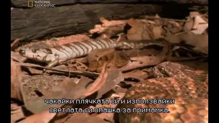 / превод / Змиите убийци на Австралия