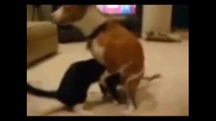 Куче изнасилва котка 