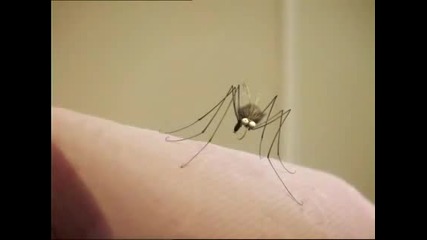 Minuscule 4.08 - Лепкав комар 