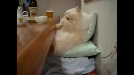 Гладно коте