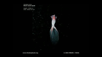 В Дълбините На Необикновения Морски Свят