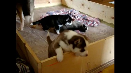 Husky puppy