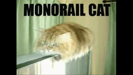 Very Funny Cats Part 12