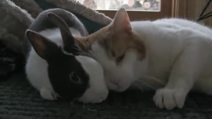 Коте и зайче най-добри приятели