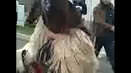 Debelt Kukeri 09.3gp