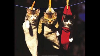 The Many Moods of Kitty Cats 