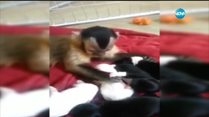 Маймуна се грижи за новородени кученца