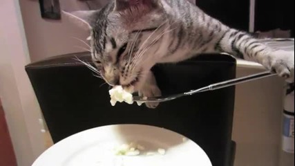 Котка яде с вилица