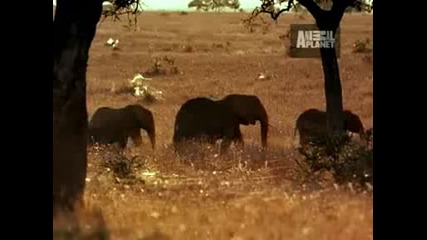 Ultimate Animal Moms - Elephants