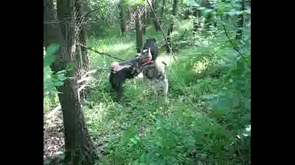 Обучение На Източносибирски Лайки