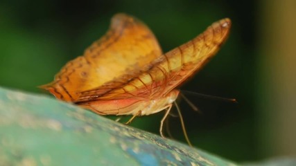 Yanni - Butterfly Dance