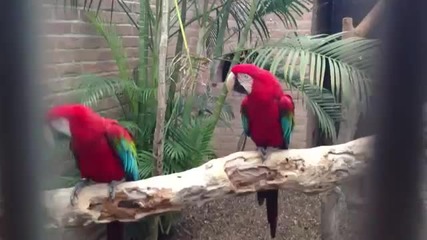 2 папагалчета и тяхните хип хоп танци