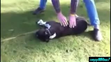 Спасяване на куче със сърдечен масаж.