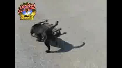 Skateboarding Staffy 