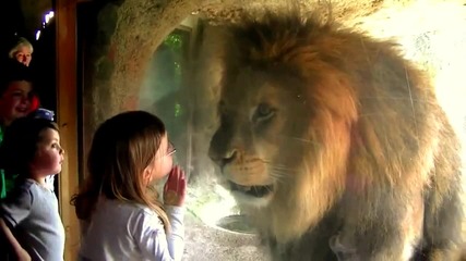 Лъв опитва да изяде малко момиче
