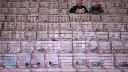Portugal Pilots Warned of 70,000 Homing Pigeons