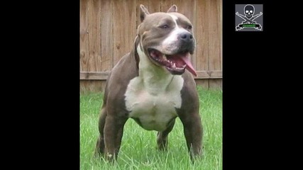 Pitbull