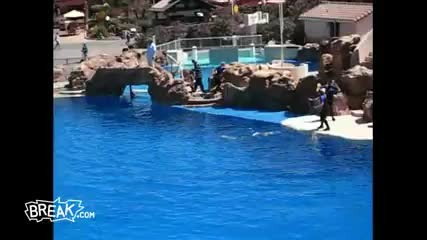 break Accident at Sea World 