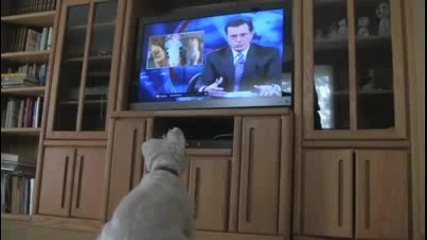 Куче се гледа по телевизията