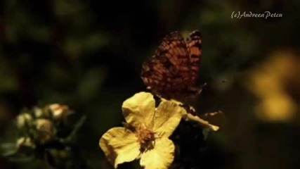 Giovanni Marradi - Had I Known (album Romantico)