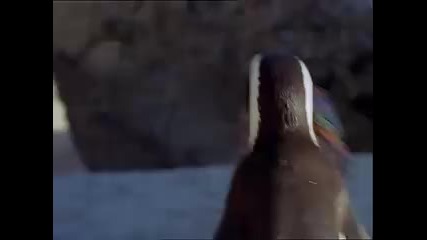 Зулуски пингвини (магарешки) 