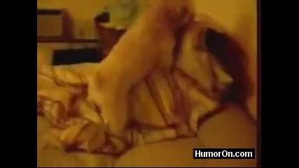 Куче се опитва да изнасили стопанката си