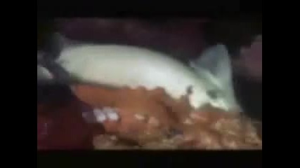 На бас, че тва дори и да го гледате не бихте били съгласни 