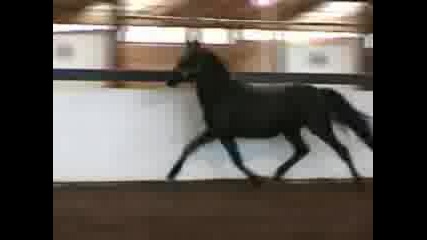 Horses- Blackyvid