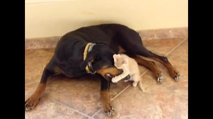 Коте си играе с доберман