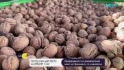 Царството на орехите в България: Добра реколта, но няма кой да я купи