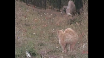 Котка и куче - разминаване