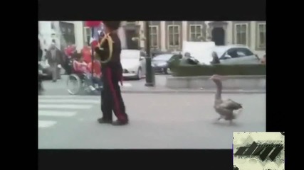 fail Compilation 2013 Animal