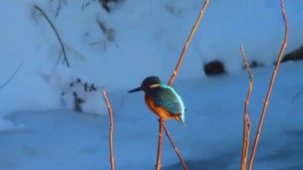 Земеродно рибарче